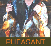 featured-image-pheasant